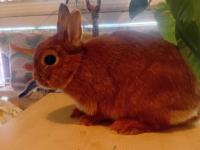 Orjinal Cüce Tavşanlar