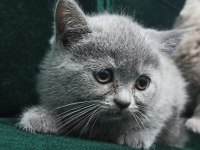 Safkan British Lilac Yavrular