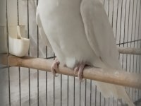 Erkek Sultan Papağanı, Dişi Sevda İle Değişim Olur