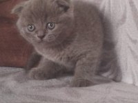 Basık Surat Safkan British Shorthair Yavrularım