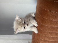 Güzel Kediler Yeni Yuvalarını Bekliyor