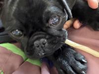 3 Aylik Nadir A Kalite Pug Siyah