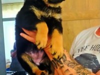Safkan Dişi Rottweiler Yavru Köpekler