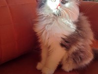 Eşsiz Renkleri Ve Dopdolu Şecereleri İle Safkan Maine Coon Yavrularım