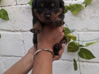 20 Güne Yeni Yuvalarına Hazır Safkan Rottweiler