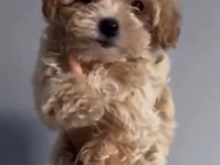 2 Aylık Dişi Kore Kan Maltipoo