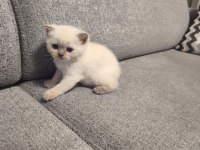 2 British 2 Scottish