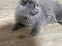 5 Aylık British Longhair