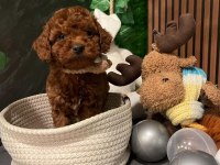 Alerji Yapmayan Tuvalet Eğitimli Toy Poodle