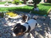 Jack Russell Yavruları