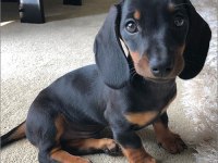 Safkan Dachshund (Sosis) Köpeklerimiz