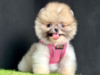 Safkan Ve Karneli Pomeranian Boo Yavrularımız