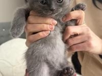 Yavru Kedilerimiz Yeni Yuvalarına Gitmeye Hazır