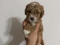 Ev Ortamından Poodle Yavrularımız