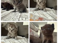 British shorthair bebek kediler