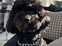 Safkan toy poodle aşıları tam sahiplendirilecek