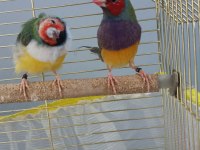 2025 doğumlu takım gökkuşağı ispinozları