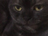 Kedimiz venüse yuva olmak ister misiniz