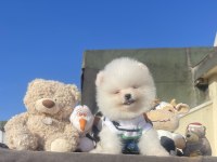 Ayı Surat Pomeranian Boo Yavrular