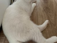 Scottish Fold Kedimize Ömürlük Yuva