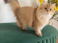 British Longhair Kızlar