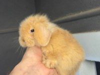 Hollanda Lop Tavşanları Her Otogara Gönderilir