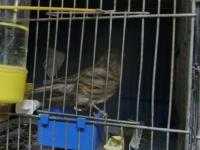 Üst düzey gloster kanaryalar