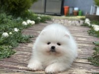 Muhteşem pomeranian yavrularımız
