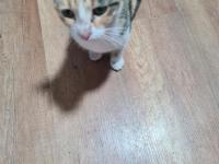 Bu Tatlı Dişi Kedimize Acil Yuva Arıyoruz