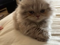 Dünyalar tatlısı scottish straight kızımız