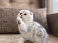 Full şecereli anne baba özel scottish fold yavrumuz