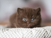 Çikolata Kardeşler Chocolate British Shorthair