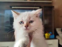 60 günlük british blue point