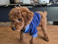 2,5 Aylık Toy Poodle Yavrumuz Sahibini Arıyor
