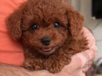 Toy poodle 2,5 aylık
