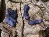 Kanada sfenks yavrularımız