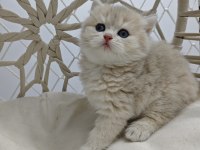 Yavru british shorthair kediler