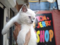 British Shorthair Blue Point