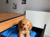 Yavru toy poodle köpeği