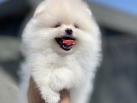 Ayı surat pomeranian boo yavrular