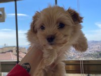 Yavru maltipoo köpekler
