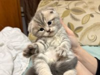 British Ve Scottish Shorthair Kediler