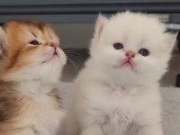 Mükemmel Full Şecereli British Longhair Bebekler