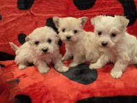 Mükemmel maltese köpeği bebeklerimiz