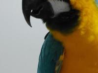 Macaw Papağanım Paşamı Sahiplendiriyorum