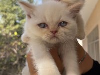 Ankara içi ücretsiz bebek kediş