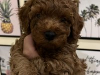 Ev Ortamından Kaliteli Poodle Yavrular