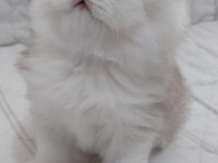 British Shorthair 50 Günlük Yavrular