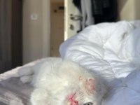 2 Aylık Chinchilla Kedisi Yavrumuza Yuva Arıyoruz