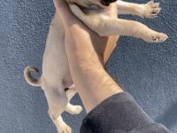 Pug Mops Yavrularımız Sıfır Burun Gül Kuyruk